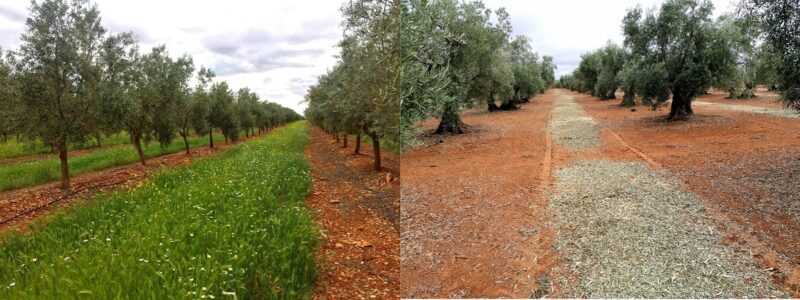 TIPOS DE CUBIERTAS VEGETALES PARA EL CUMPLIMIENTO DE LOS ECO REGÍMENES